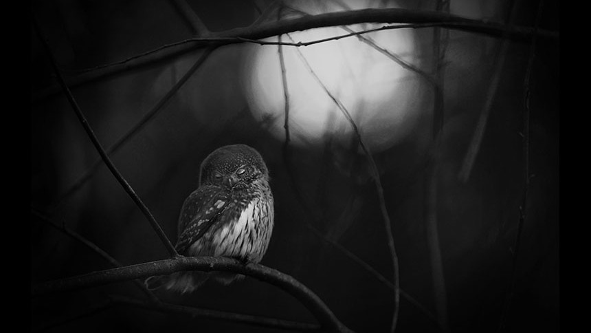 WILDLIFE PHOTOGRAPHER OF THE YEAR
