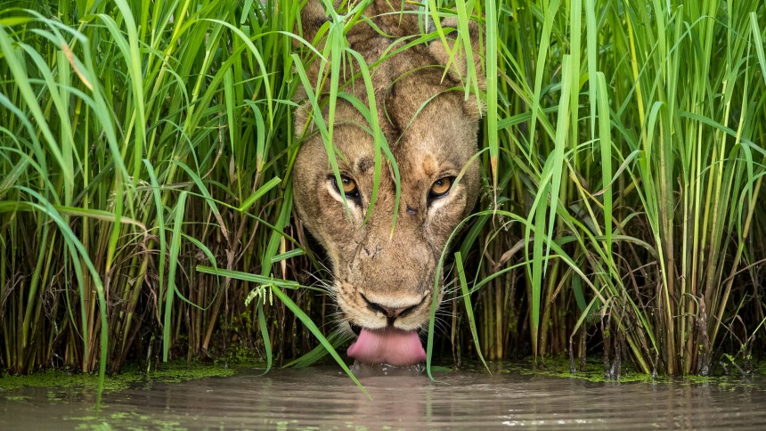 WILDLIFE PHOTOGRAPHER OF THE YEAR