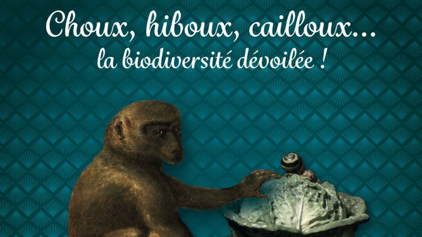 Choux, Hiboux, Cailloux, La biodiversité dévoilée