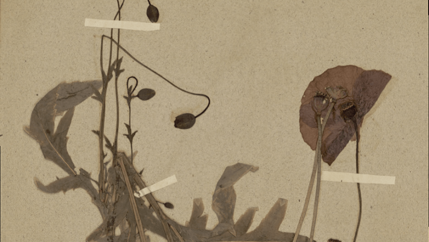 L'herbier secret de Giverny, Monet et Hoschedé en botanistes